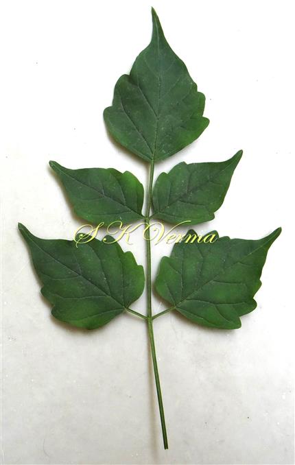   Leaflet (Adaxial View)